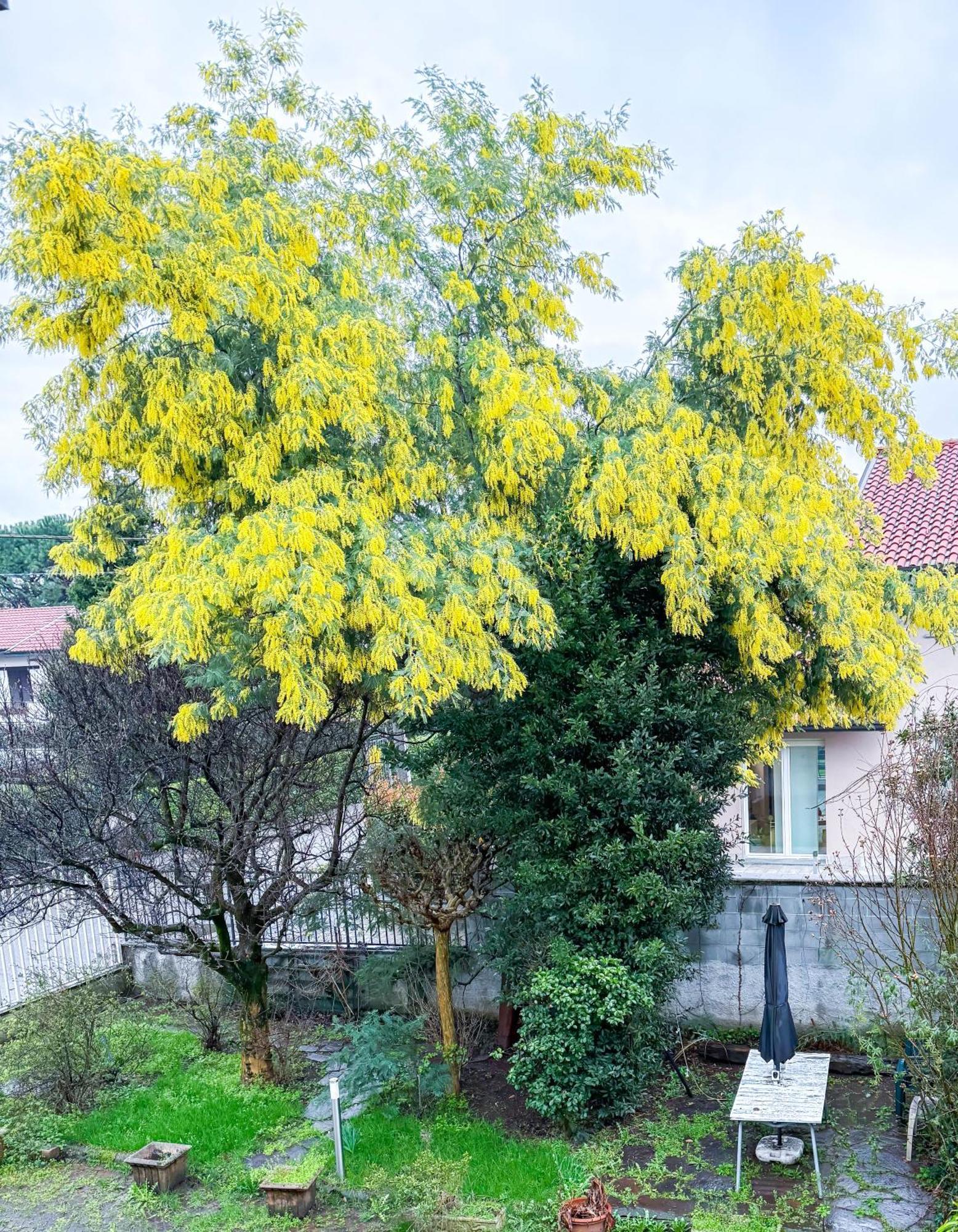 Villa Mimosa Cassano Magnago Εξωτερικό φωτογραφία